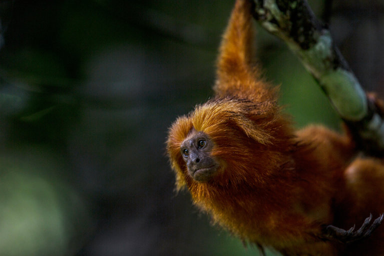 Yellow fever is threatening species at risk of extinction, like the golden lion tamarin, which lives in the forests of Rio de Janeiro State. Credit Dado Galdieri for The New York Times