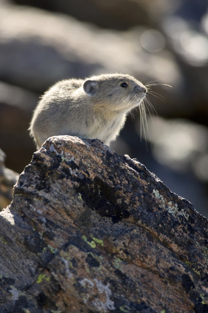 The American pika lives in rocky mountain areas and boulder-covered hillsides. In recent years, it  has been retreating to higher elevations. Since the 1990s, some pika populations along the species’ southernmost ranges have vanished. Credit Science Source