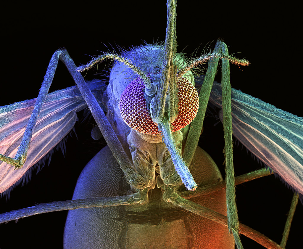 Anopheles stephensi Mosquito (female). David Scharf/Corbis