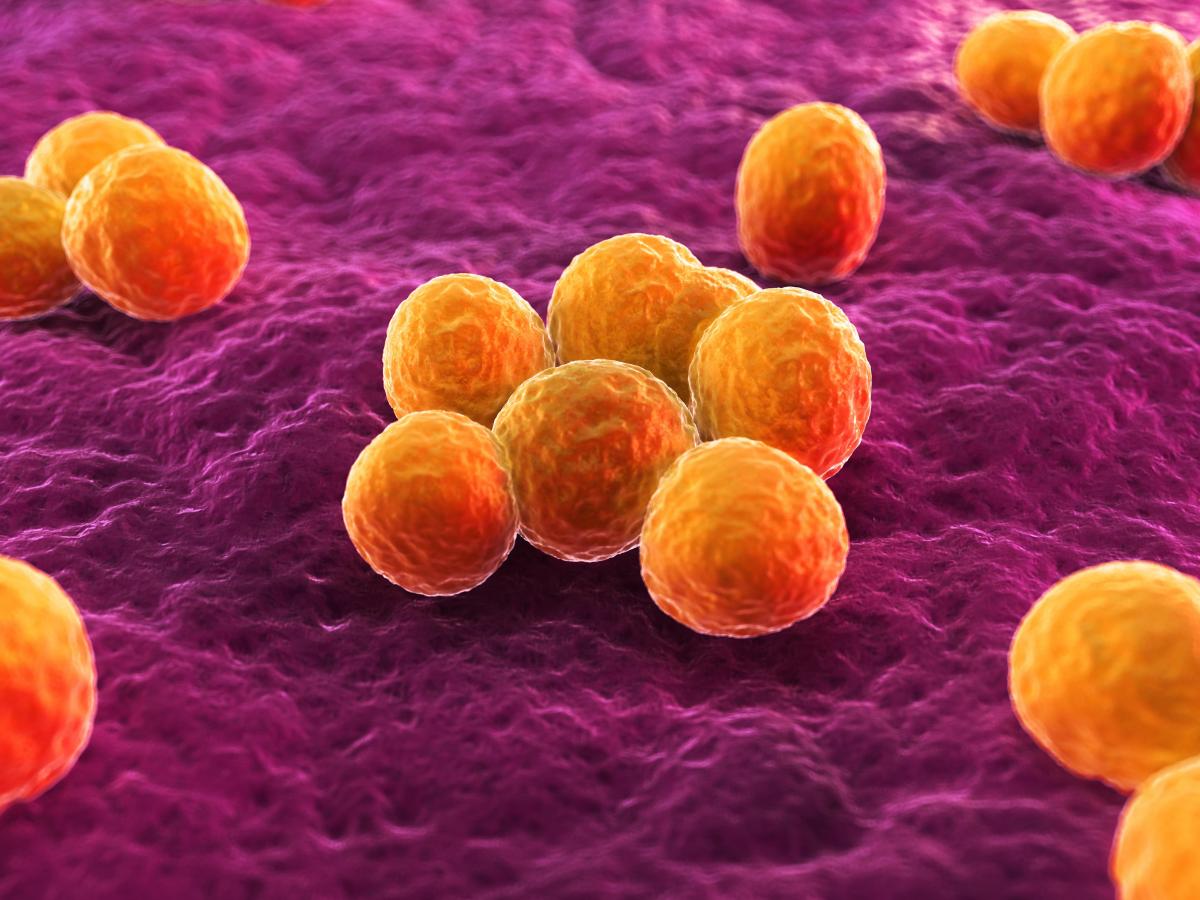 Staphylococcus. Getty Images.