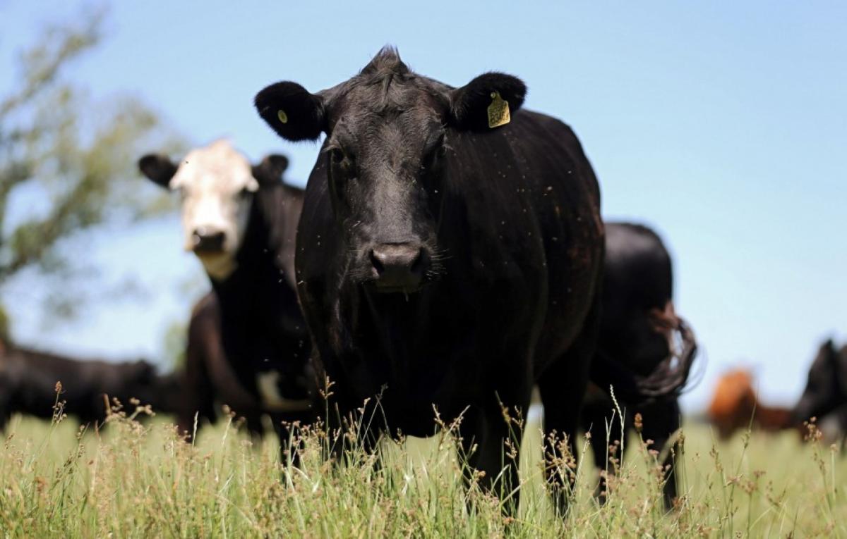 Cows graze in a farm near Chascomus, Argentina, on Nov. 10. (Marcos Brindicci/Reuters)