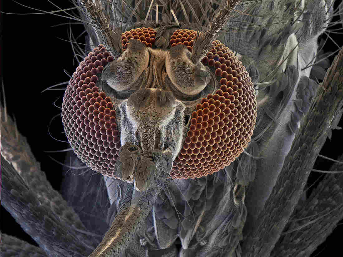 Don't bite me: The female of a mosquito called Aedes aegypti can transmit yellow fever, dengue fever and chikungunya. David Scharf/Science Source
