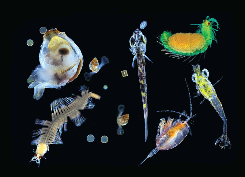 Plankton collected in the Pacific Ocean with a 0.1mm mesh net. Seen here is a mix of multicellular organisms — small zooplanktonic animals, larvae and single protists (diatoms, dinoflagellates, radiolarians) — the nearly invisible universe at the bottom of the marine food chain. Christian Sardet/CNRS/Tara Expeditions  