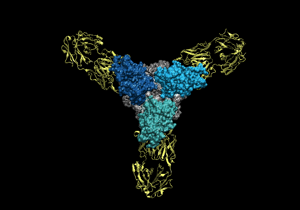 Three copies of the Ebola glycoprotein (blue) with antibodies (yellow) latched on to them. Picture by Stanford