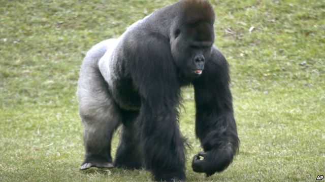 Mrithi, a 20-year-old male western lowland gorilla.
