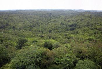 In 2002, Willie Smits began restoring this tropical rainforest, degraded by timber piracy and agricultural burning, to its natural state. Six years later, the European Space Agency documented increased cloud cover, increased rainfall, and moderated temperatures over this restored ecosystem. In 2010, insects and birds not seen in 20 years began returning to this forest.