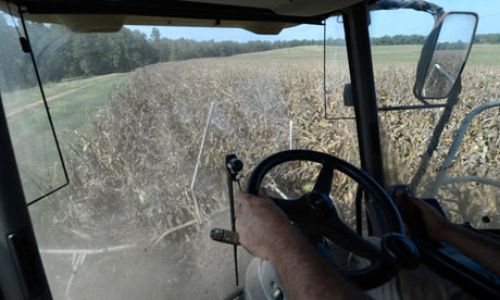 Keith Beall harvests drought-stressed corn beyond the reach of the field's irrigation system, in Eatonton, Georgia. Photograph: Erik S Lesser/EPA
