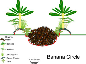 Banana Circle Section View